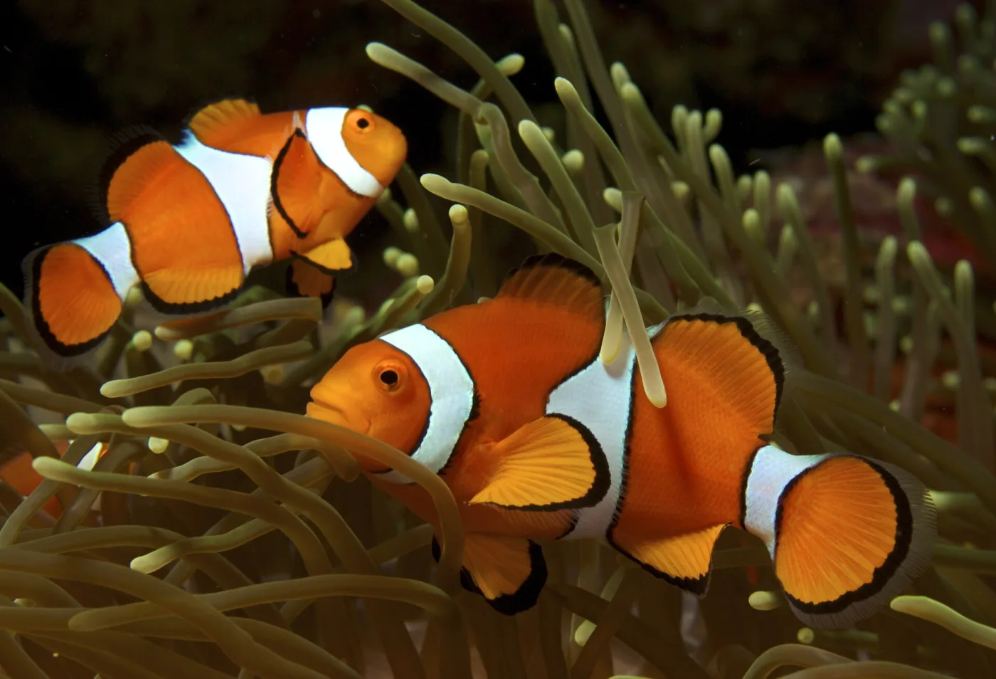 Dos peces payaso comunes nadando entre una anémona